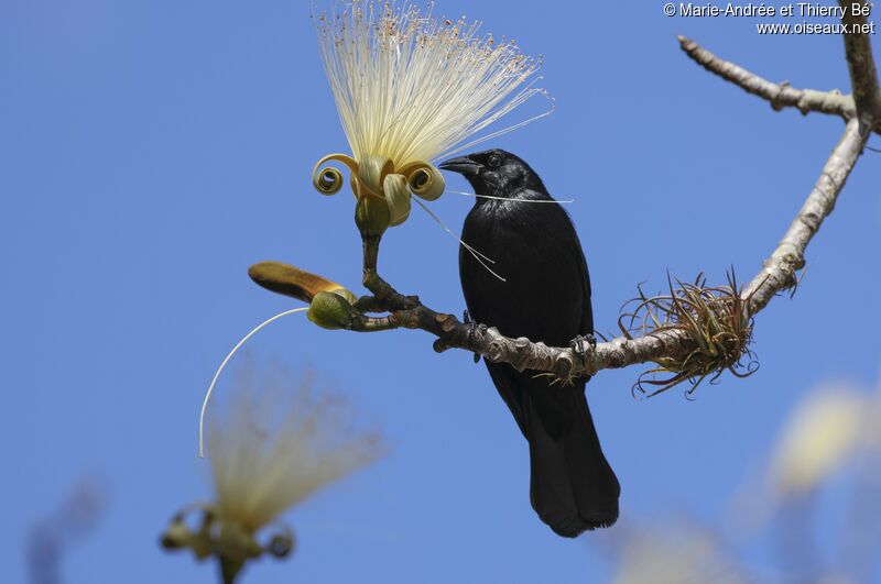 Cuban Blackbird