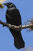 Cuban Blackbird