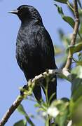 Cuban Blackbird