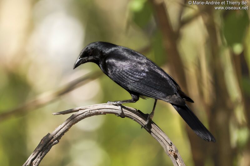 Cuban Blackbird