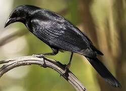 Cuban Blackbird