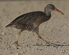 Clapper Rail