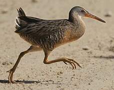 Clapper Rail