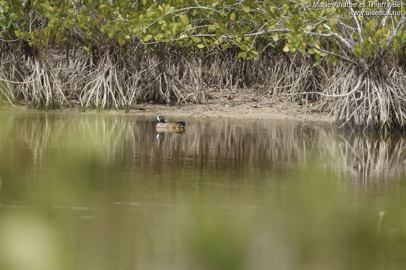 Blue-winged Teal