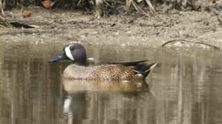 Blue-winged Teal