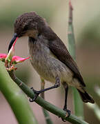 White-bellied Sunbird