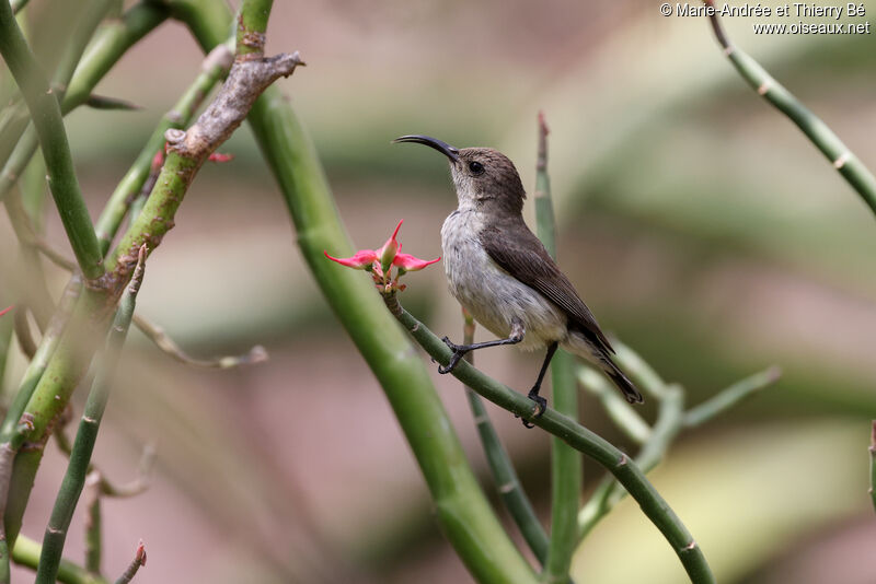 White-bellied Sunbird female