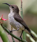 White-bellied Sunbird