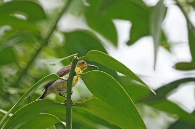 Ornate Sunbird female