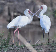 African Spoonbill