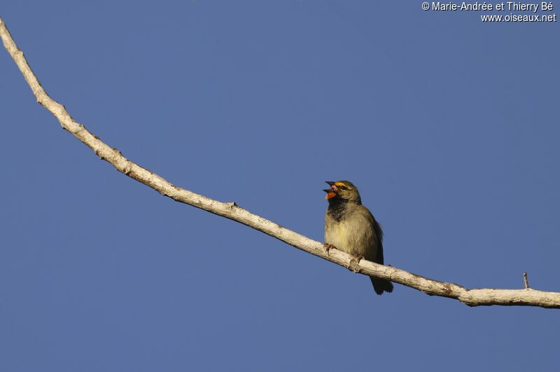 Yellow-faced Grassquit