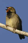 Yellow-faced Grassquit