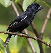 Cuban Bullfinch