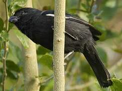 Cuban Bullfinch