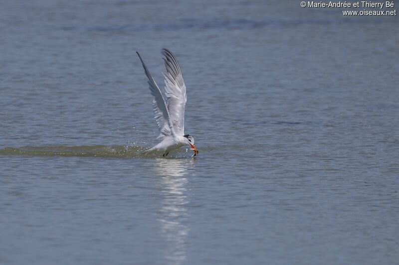 Royal Tern