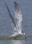 Royal Tern