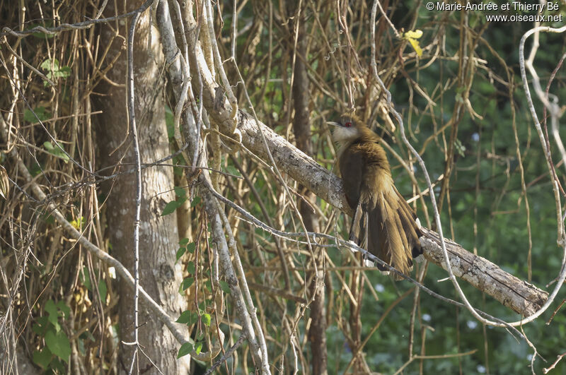 Great Lizard Cuckoo