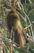 Great Lizard Cuckoo