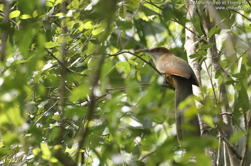 Great Lizard Cuckoo