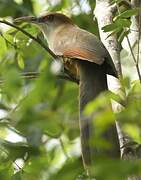 Great Lizard Cuckoo