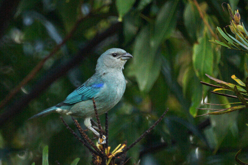 Tangara à épaulettes bleues - thbe133402