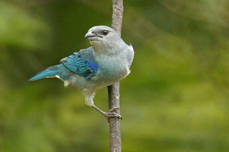 Tangara à épaulettes bleues - thbe133403