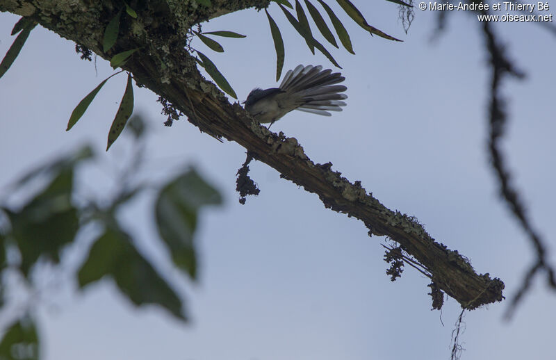 White-tailed Blue Flycatcher