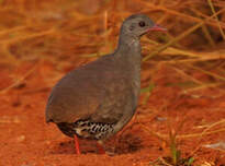 Tinamou à petit bec