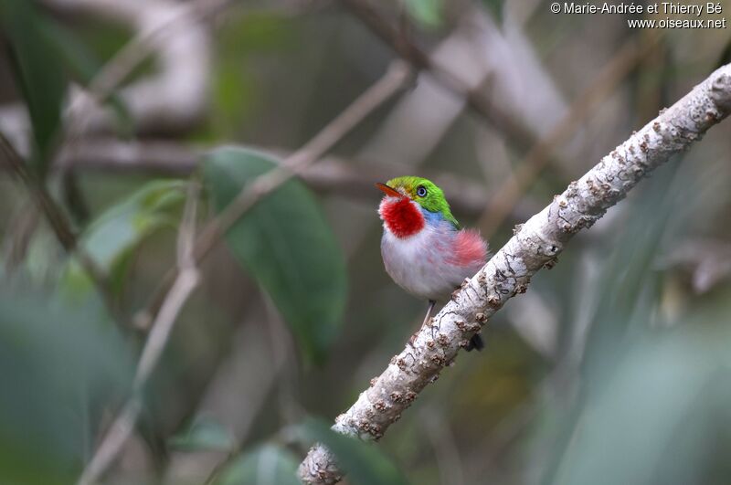 Cuban Tody