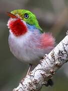 Cuban Tody