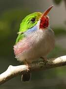 Cuban Tody