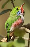 Cuban Tody