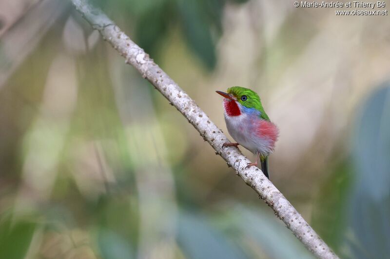 Cuban Tody