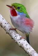 Cuban Tody