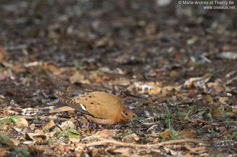 Zenaida Dove