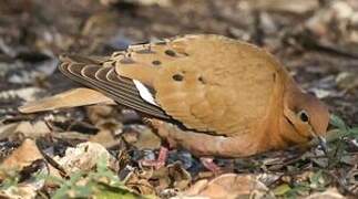 Zenaida Dove