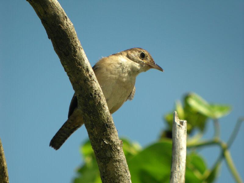 Troglodyte austral