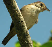 Southern House Wren