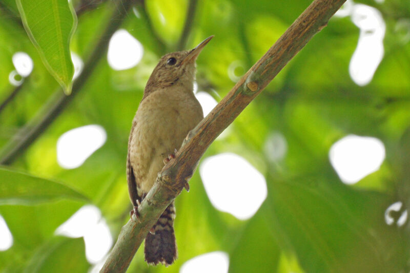 Troglodyte austral