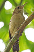 Southern House Wren