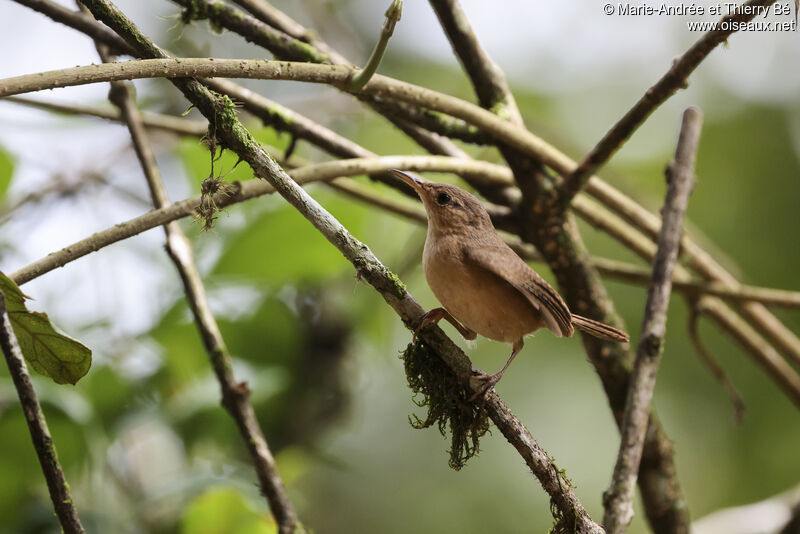 Troglodyte austral