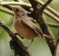 Southern House Wren