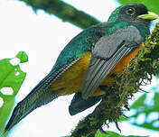 Trogon à ventre orange