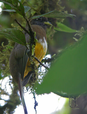 Trogon à ventre orange