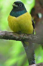 Trogon de Cabanis