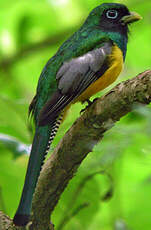 Trogon de Cabanis