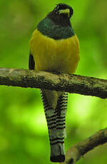 Trogon de Cabanis