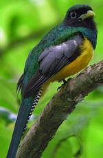 Trogon de Cabanis