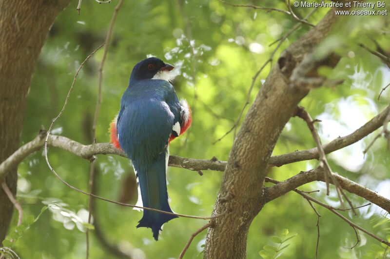 Trogon de Cuba