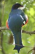 Cuban Trogon